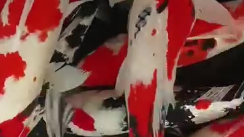Ikan koi slayer