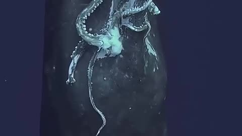 🤯✨ Witness a Sperm Whale's Epic Surface After a Successful Hunt! | FeedMyCuriosity