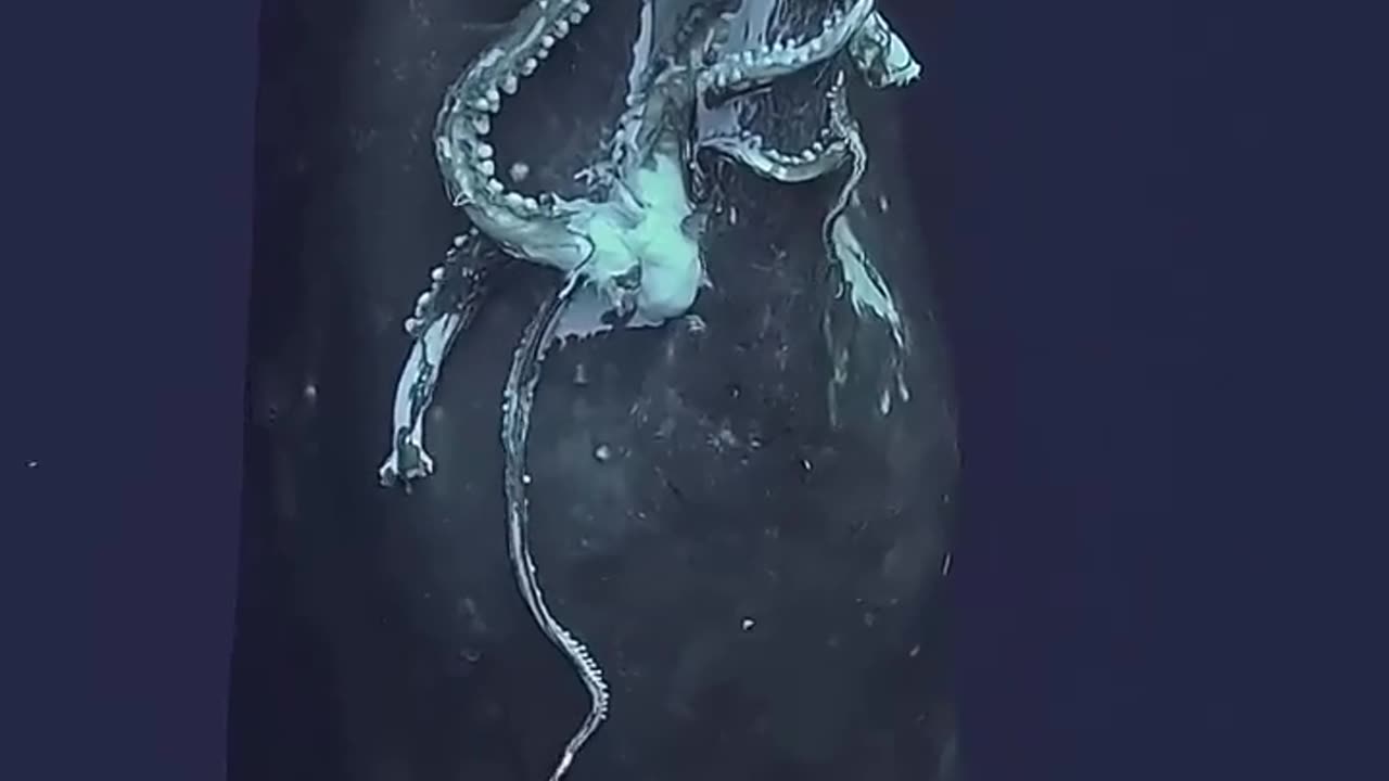 🤯✨ Witness a Sperm Whale's Epic Surface After a Successful Hunt! | FeedMyCuriosity