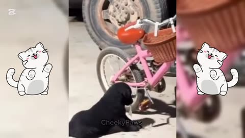 new funny animal videos funniest cats and dogs 2025 part 108
