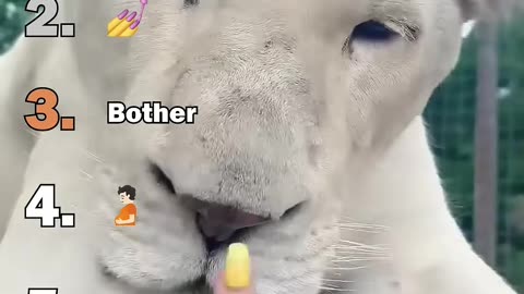 Cute Wild Animals Being Affectionate Will Melt Your Heart