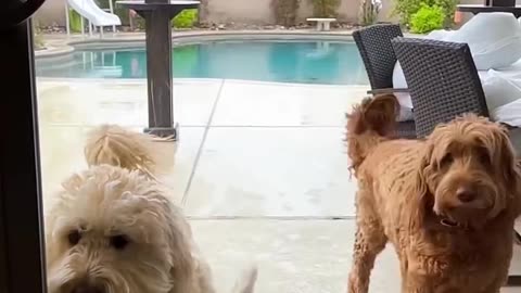 doggy dress