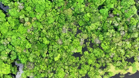 Explore the Majestic Wildlife of the Amazon in 4K Ultra HD!