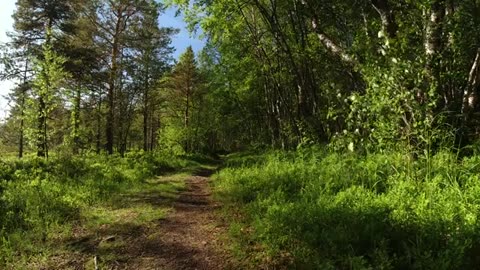 Forest Stock Footage No Copyright Drone Shots Royalty free drone shots free stock videos