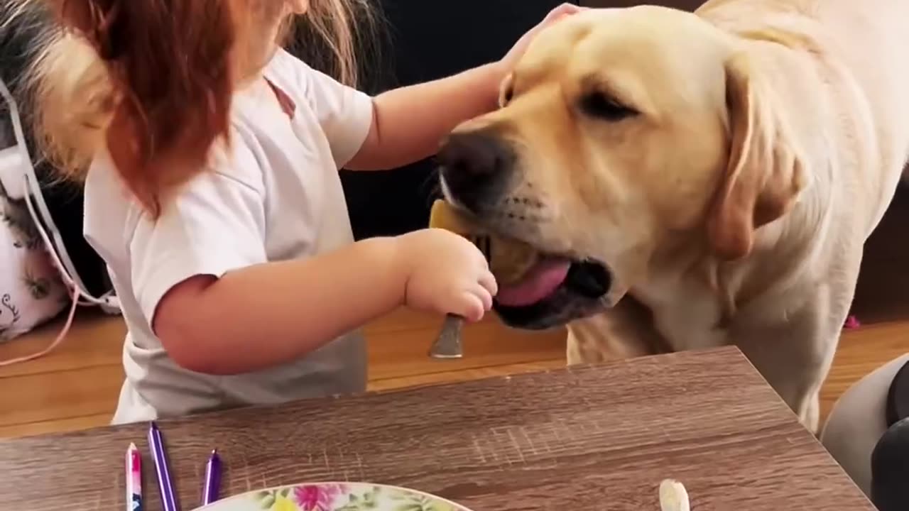 What Happens When You Feed Your DOG ALL Your Food?