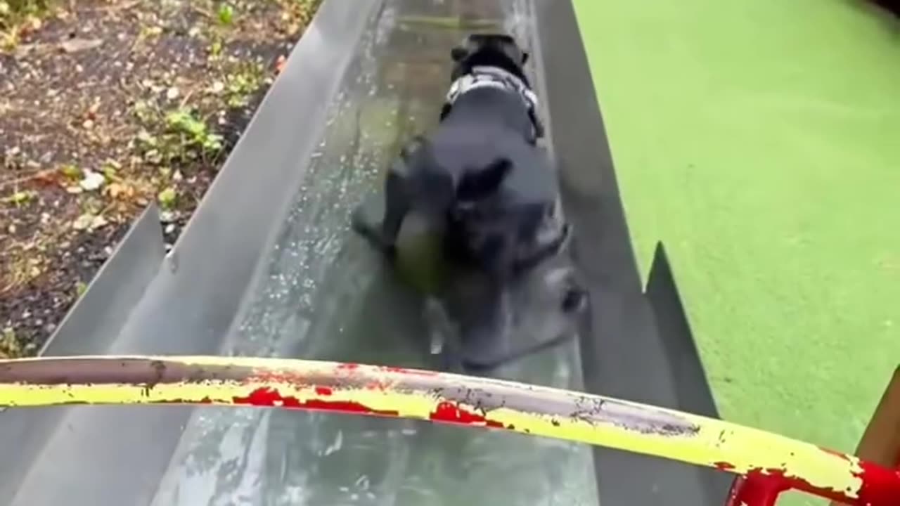 Funny animals