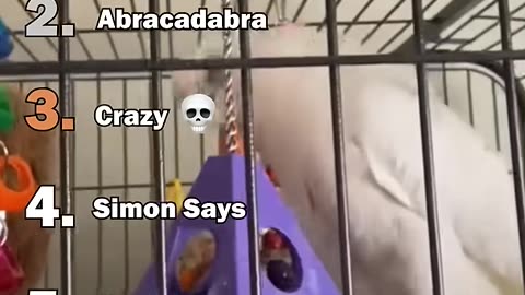 Funny Parrots