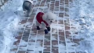 Funny animals