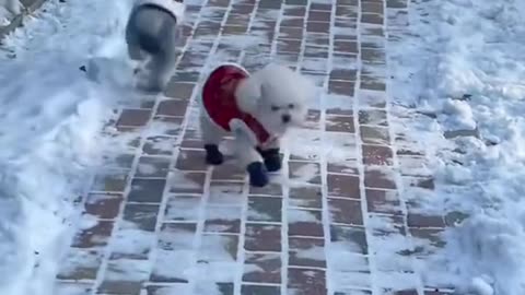 Funny animals