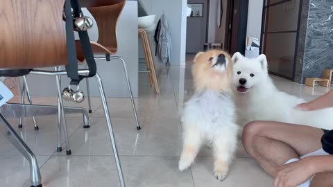 teaching my dog to ring the bell was a bad idea, Lol!