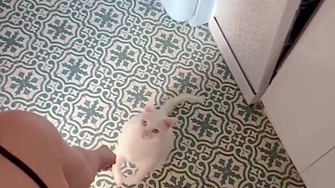 Cat Wants to Show Off His Front Flip