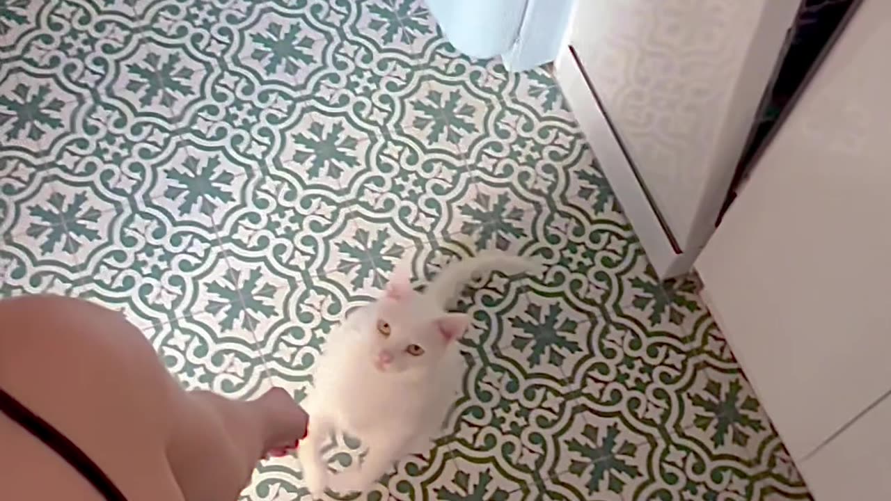 Cat Wants to Show Off His Front Flip