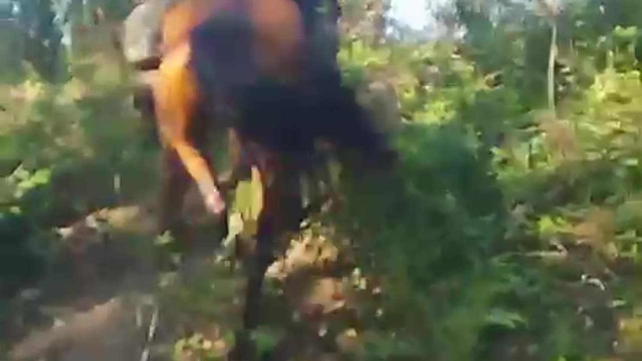 Russians Evacuating The Wounded on Horseback