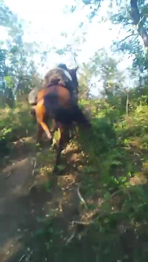 Russians Evacuating The Wounded on Horseback
