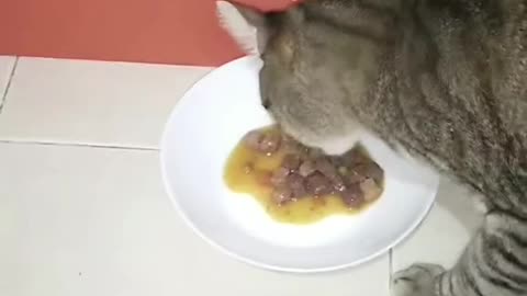 Cat Rico