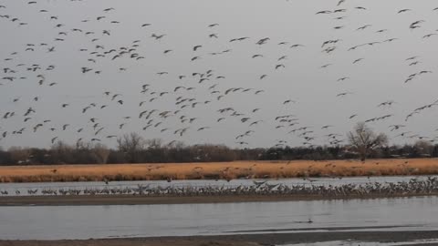 Sandhill Cranes coming in to Crane Trust March 12 2025