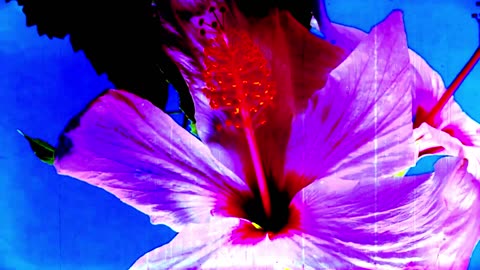 bloom