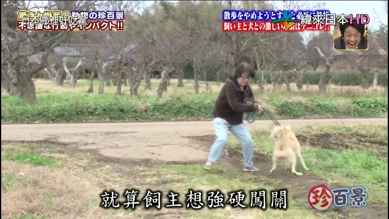 ナニコレ珍百景-傳統的珍百景