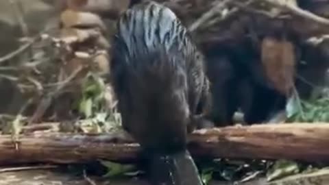 Mama beaver goes out to bring baby back