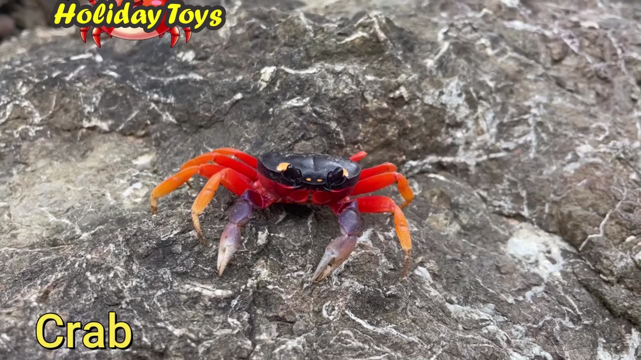 Marlin Fish Swim Very Fast to Chase the Hiding Crabs