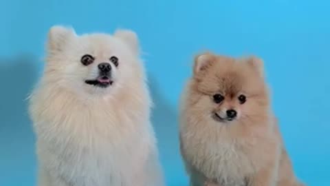 Cute Puppy Duo Playtime