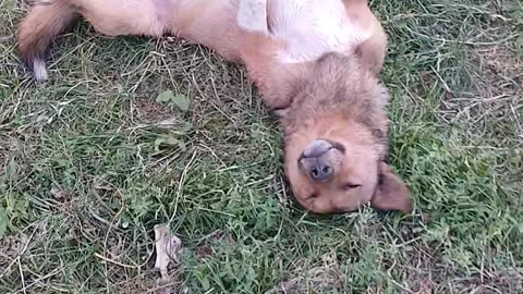 Funny dog