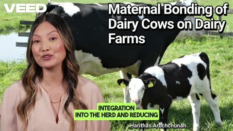 Nurturing Bonds: The Crucial Role of Maternal Connection in Dairy Cattle