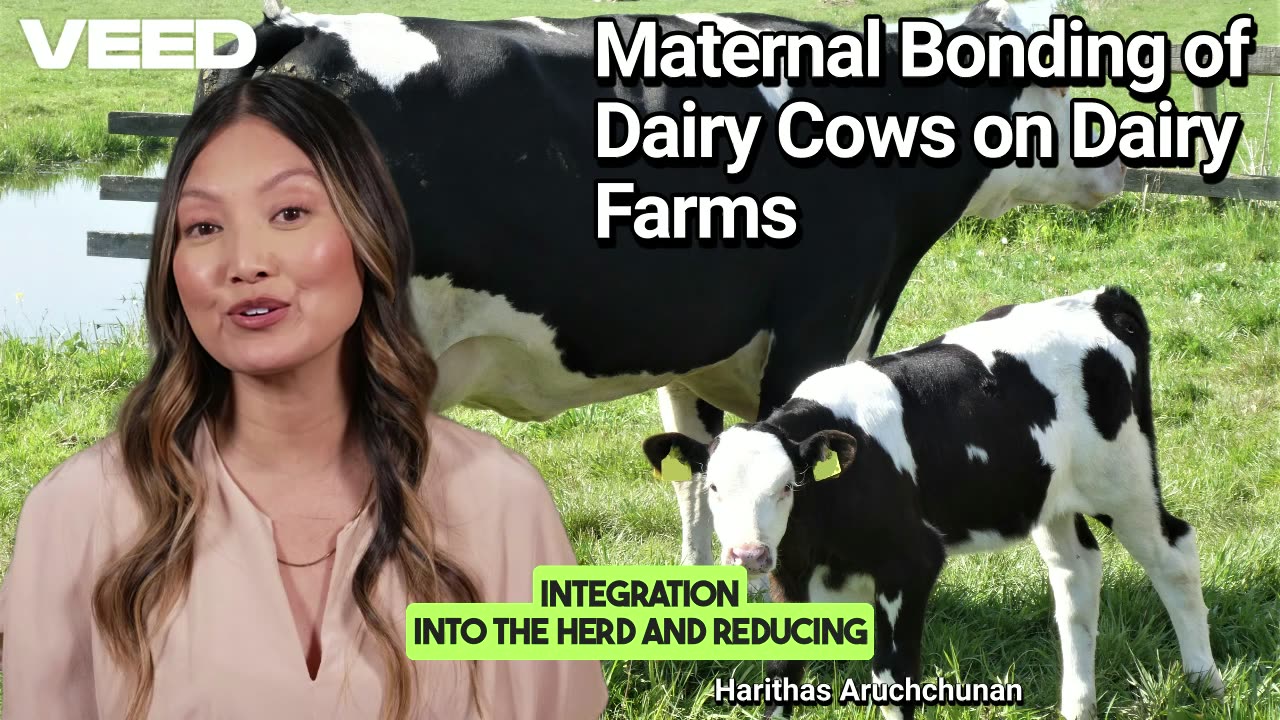 Nurturing Bonds: The Crucial Role of Maternal Connection in Dairy Cattle