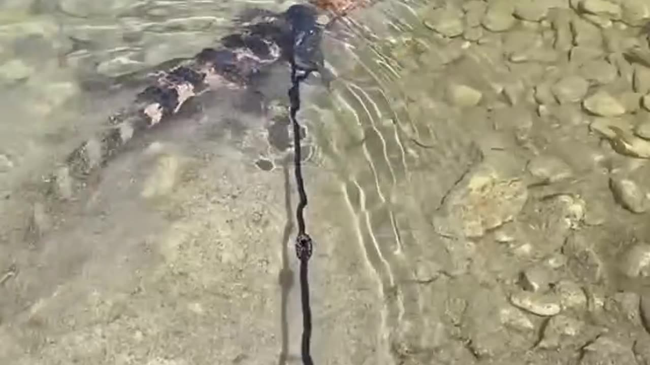 A couple saved a baby crocodile and then this happened ❤️