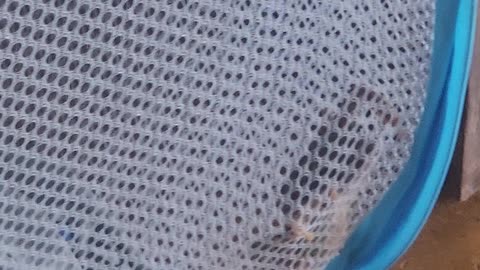 What's in the laundry basket?