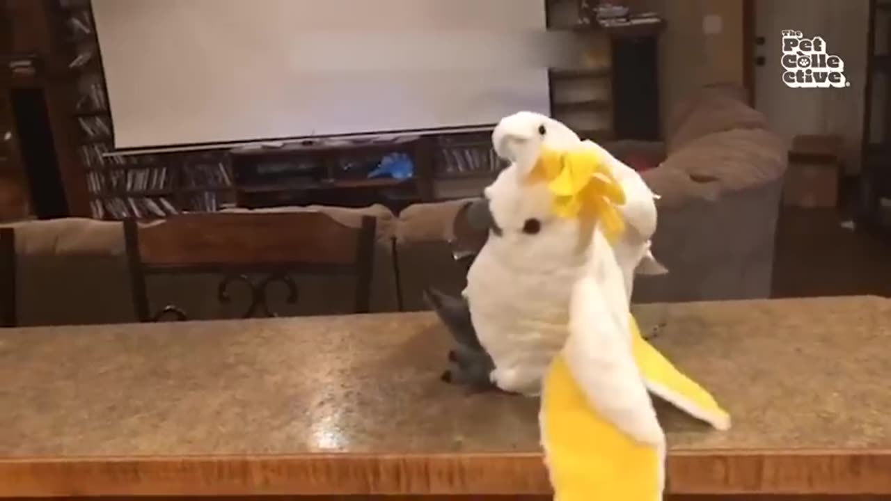 Drunk Bird is So FUNNY! 🤣