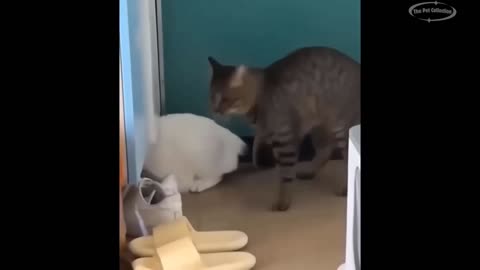 New Funny Cat and Dog Videos 😹🐶 Funniest Animals