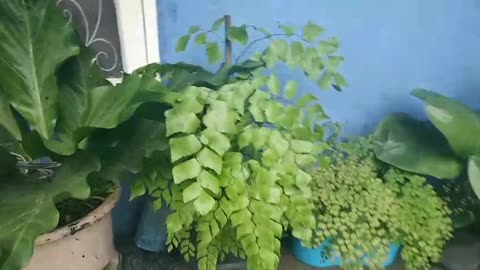 Green Escape | Exploring the Beauty of Indoor Houseplants