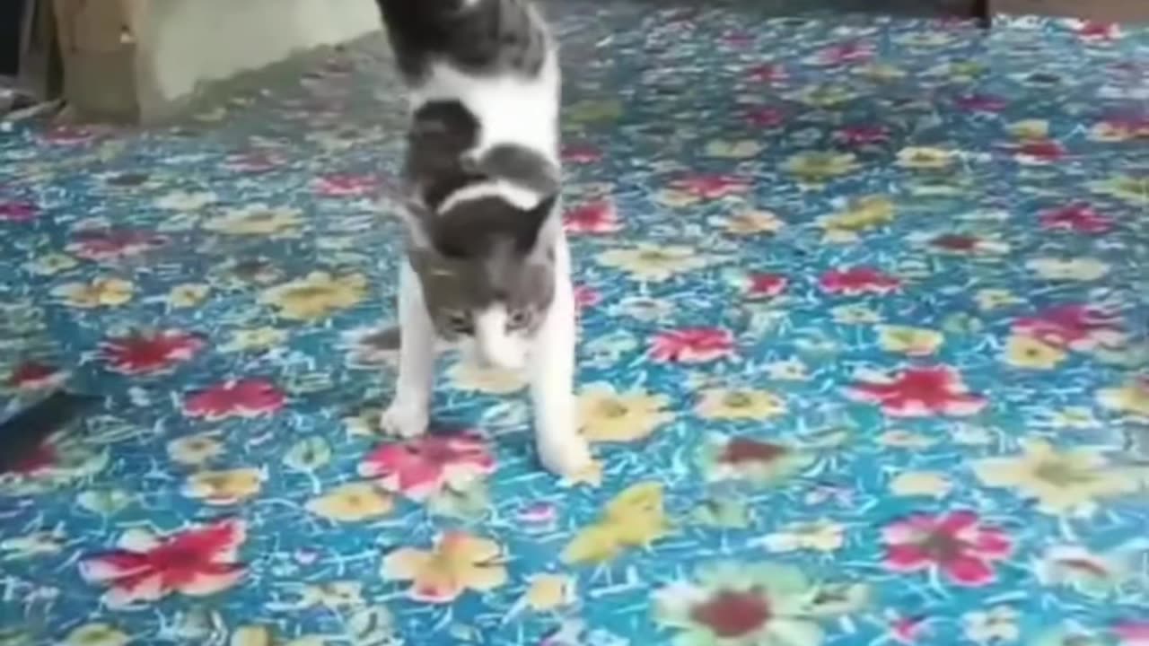 That noise sent me 😭🐾 😂