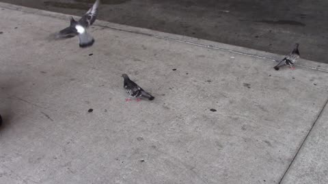 Pigeons Walking Creative Commons Stock Video