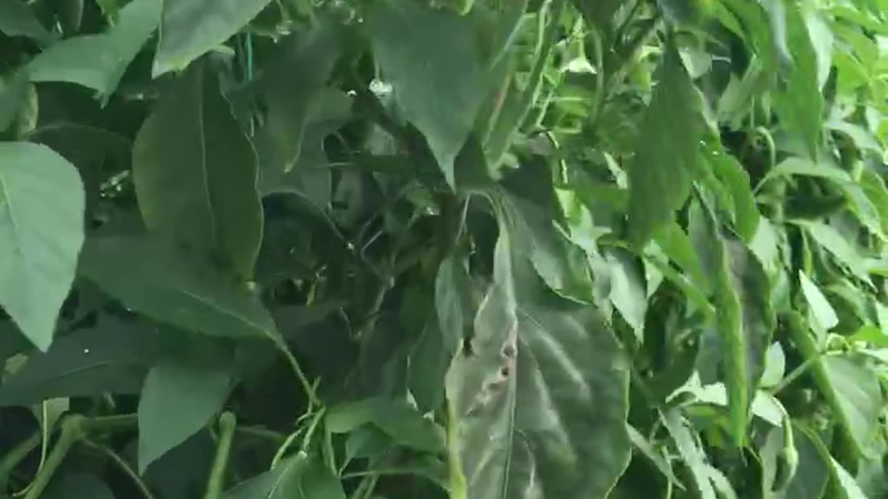 Green capia pepper harvest