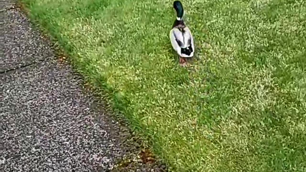 Following the duck