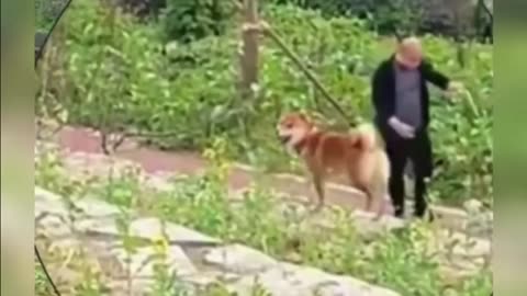 Funniest Dogs and Cats of 2025😼🐶Try Not To Laugh😜