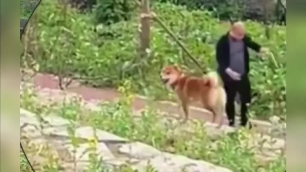 Funniest Dogs and Cats of 2025😼🐶Try Not To Laugh😜