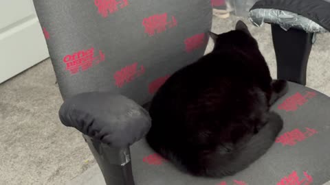 Cute Precious Piper Focuses on Her Work - My Adopted Shelter Cat Vlog