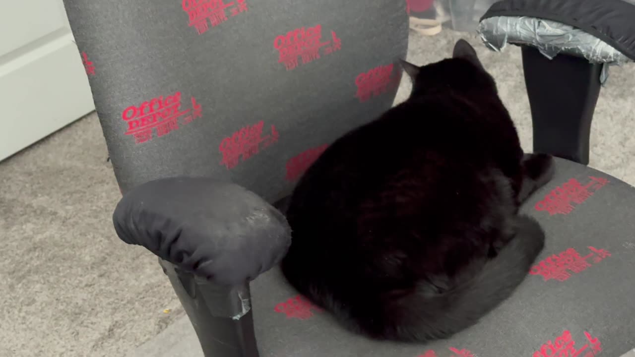 Cute Precious Piper Focuses on Her Work - My Adopted Shelter Cat Vlog