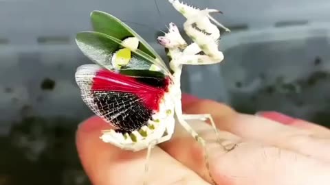 Orchid Mantis 🌸