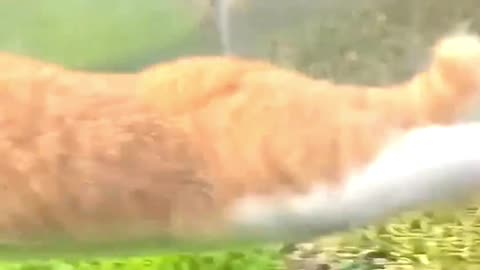 What joy in the sky, in the air