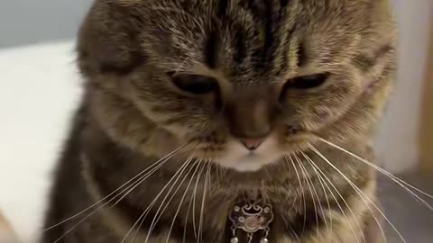 The Cat Scolded by Its Owner vs. The Cat Enjoying Playtime"