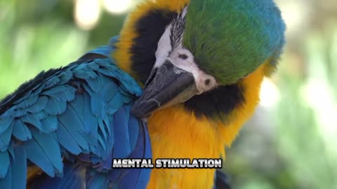 "Parrots: Intelligent and Colorful Mimics of the Bird World"