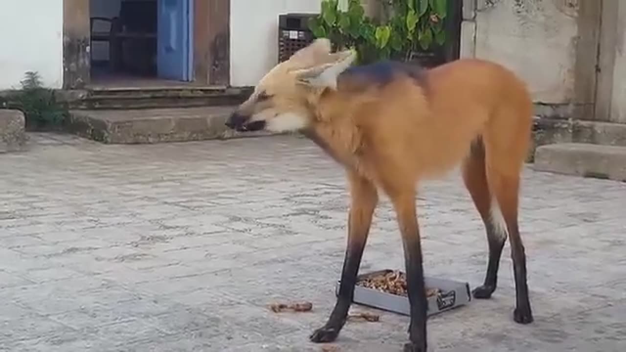 Brazilian Wolf