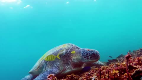 3-Hour Underwater Therapy: 4K Coral Reefs & Ocean Life