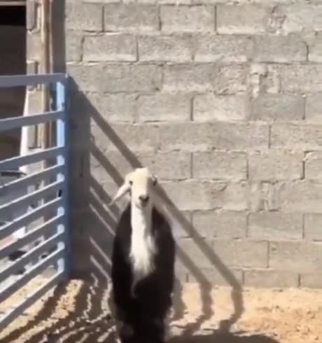 The moment you realise you're a sheep, not a goat like the others