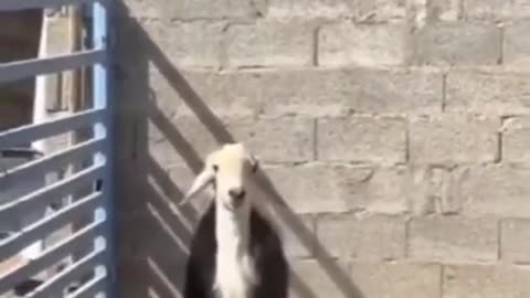 The moment you realise you're a sheep, not a goat like the others