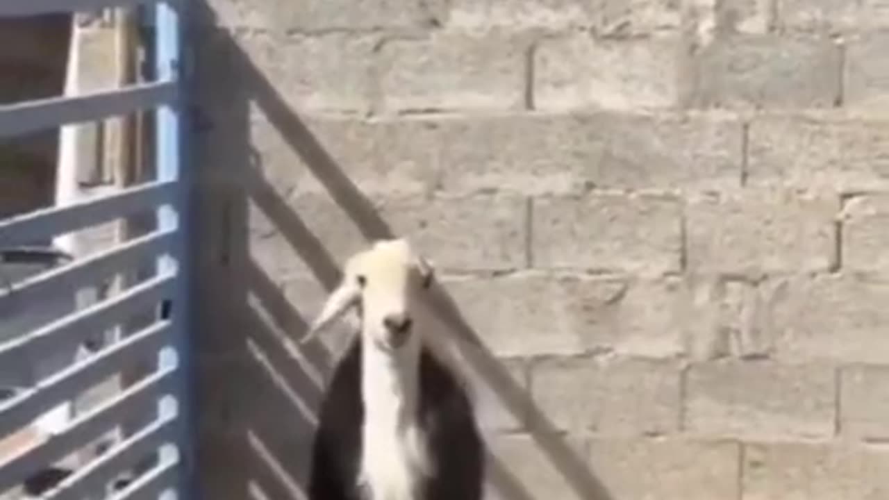 The moment you realise you're a sheep, not a goat like the others